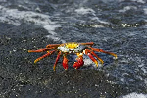 Images Dated 30th December 2012: Red Rock Crab -Grapsus grapsus- on a rock in the surf, San Cristobal Island, Galapagos Islands