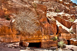 Images Dated 8th April 2010: Red rock and plant at Petra Jordan