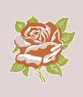 Flower Head Gallery: Red Rose