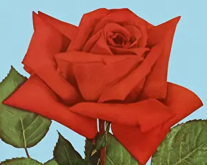 Red Rose