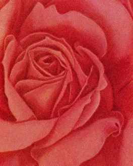 Lovely Prints: Red Rose