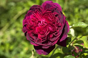 Images Dated 8th September 2014: Red Rose flower -Rosa Heathcliff-