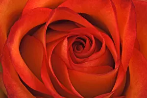 Red rose -Rosa-, close-up