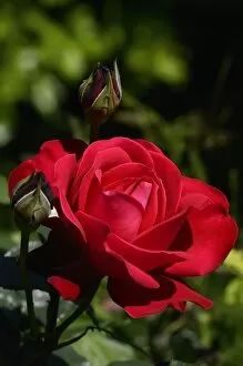 Red rose -Rosa sp.-, flower, Moriani, Corsica, France, Europe