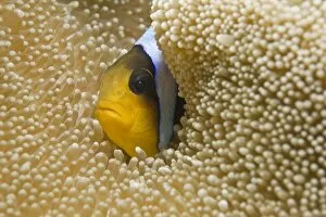 Red Sea Clownfish or Two-banded Anemonefish -Amphiprion bicinctus- in a Haddons Carpet Anemone -Stichodactyla haddoni