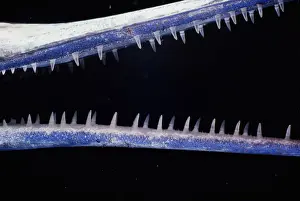 Red Sea houndfish (Tylosurus choram), detail of mouth