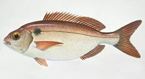 Images Dated 1st March 2006: Red Seabream, Pagellus bogaraveo, side view