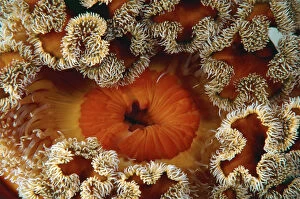 Red senile anemone, Plumose anemone or Frilled anemone -Metridium senile-, Japan Sea, Primorsky Krai
