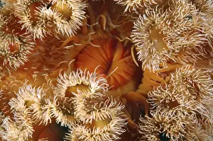 Russian Prints: Red senile anemone, Plumose anemone or Frilled anemone -Metridium senile