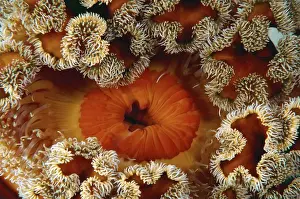 Russian Prints: Red senile anemone, Plumose anemone or Frilled anemone -Metridium senile