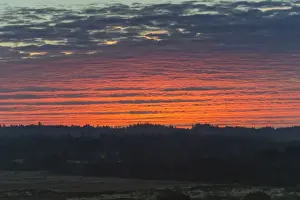 Heath Prints: Red sky at dawn, over sand dunes and heathland, Henne, Region of Southern Denmark, Denmark