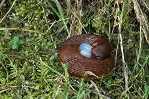 Red Slugs -Arion rufus-, mating with a sperm packet, Hungary, Europe