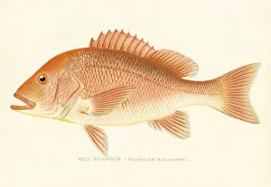 Images Dated 27th March 2017: Red snapper chromolithograph 1898