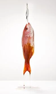 Images Dated 22nd January 2010: Red snapper on fish hook covered in oil