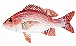 Fins Prints: Red Snapper (Lutjanus campechanus), perciform fish