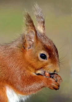 Images Dated 10th July 2012: Red squirrel