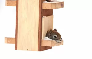Red squirrel in bird feeder
