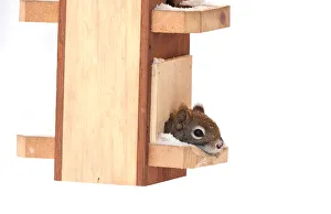 Images Dated 29th January 2011: Red squirrel in bird feeder
