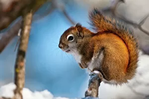 Red Squirrel On Branch