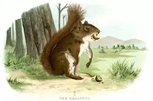 Images Dated 20th April 2017: Red squirrel lithograph 1897