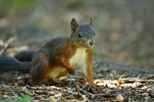 Images Dated 17th August 2014: Red Squirrel -Sciurus vulgaris-, Canton of Graubunden, Switzerland