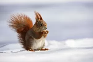 Images Dated 17th March 2013: Red Squirrel -Sciurus vulgaris- feeding in the snow in winter, Leipzig, Saxony, Germany