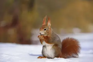 Squirrel Family Prints: Red Squirrel -Sciurus vulgaris- feeding in the snow in winter, Leipzig, Saxony, Germany