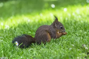 Images Dated 17th May 2013: Red Squirrel -Sciurus vulgaris- on a meadow, feeding, Lower Austria, Austria