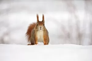 Images Dated 17th March 2013: Red Squirrel -Sciurus vulgaris- in the snow in winter, Leipzig, Saxony, Germany