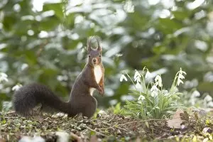 Images Dated 9th March 2014: Red Squirrel -Sciurus vulgaris- on a spring meadow, Baden-Wurttemberg, Germany