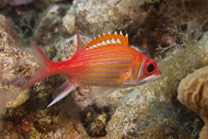 Images Dated 14th March 2011: Red Squirrelfish swimming over tropical coral reef