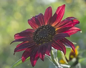 Images Dated 13th September 2014: Red Sunflower -Helianthus annuus-