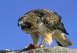 Red tail hawk eating a small bird