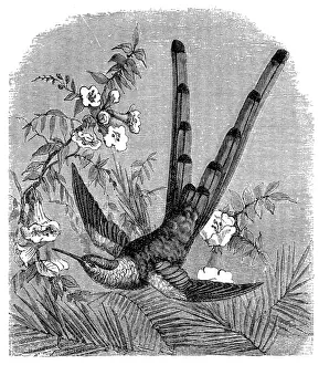 Comet Prints: Red-tailed comet hummingbird (Sappho sparganurus)