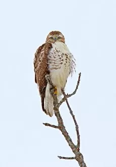 Images Dated 26th December 2011: Red-tailed Hawk