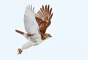 Images Dated 27th December 2011: Red-tailed Hawk