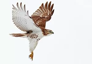 Images Dated 27th December 2011: Red-tailed Hawk
