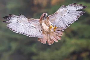 Images Dated 5th October 2013: Red-tailed Hawk