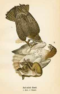 Hawk Bird Collection: Red tailed hawk bird lithograph 1890