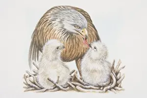 Red-tailed Hawk (Buteo jamaicensis, feeding two chicks