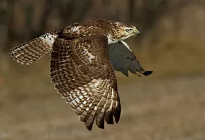Jim Cumming Photography Gallery: Red-tailed hawk in flight