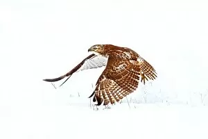 Red-tailed Hawk take-off