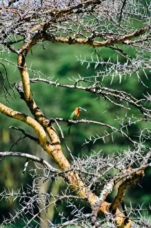 Images Dated 25th January 2010: Red-Throated Bee-Eater