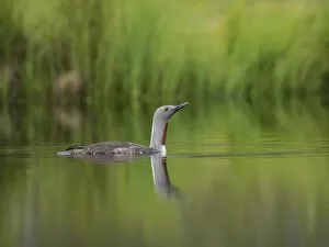 Images Dated 5th August 2014: Red-throated loon -Gavia stellata-, Orebro Lan, Sweden