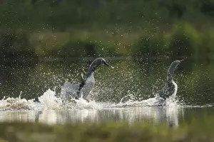 Divers Prints: Red-throated Loon or Red-throated Diver (Gavia stellata)