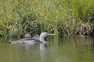 Divers Prints: Red-throated Loon or Red-throated Diver (Gavia stellata)