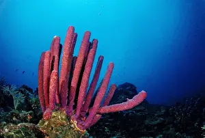 Life Prints: Red tube sponge, Caribbean Sea, British Virgin Islands, Caribbean