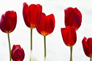 Images Dated 16th April 2011: Red tulips -Tulipa-