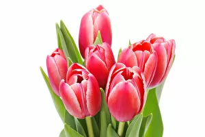 Images Dated 11th March 2011: Red tulips -Tulipa-