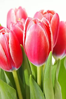 Images Dated 11th March 2011: Red tulips -Tulipa-